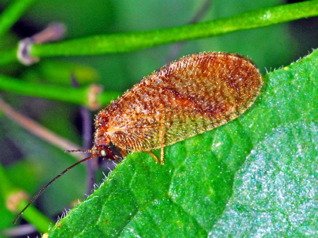 Hemerobiidae: Megalomus sp.